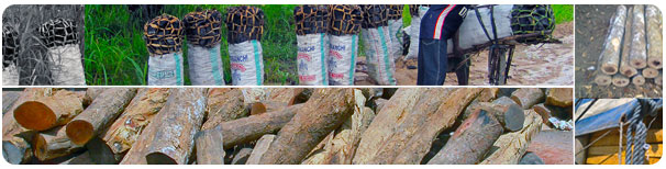 Cross Border Timber Trade Between Kenya and Tanzania